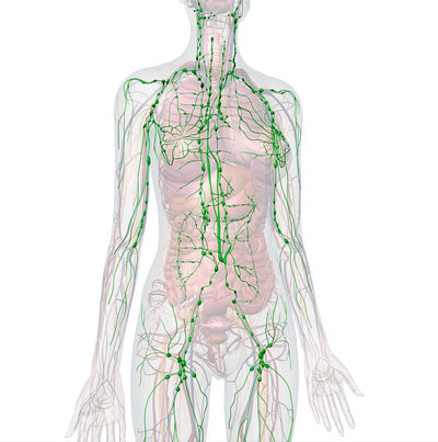 Let it Drain: Your Lymphatic System & Immunity